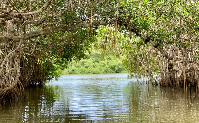 Lush mangrove canal tunnel in Sian Ka'an